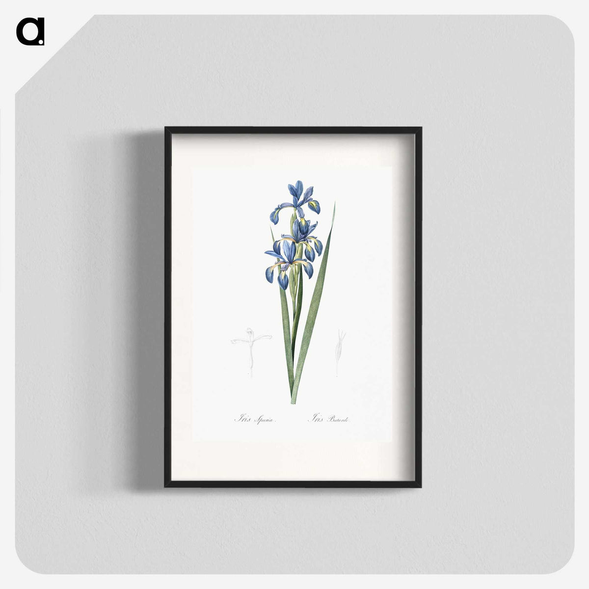 2-22_The-Lilies_blk