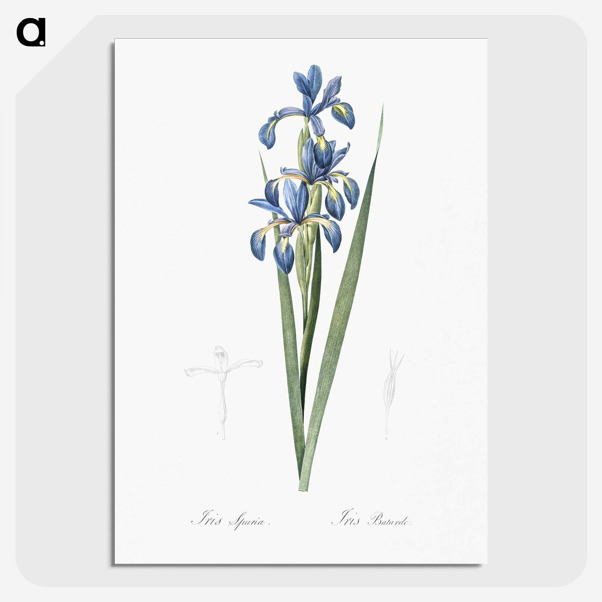 2-22_The-Lilies_picture-crop