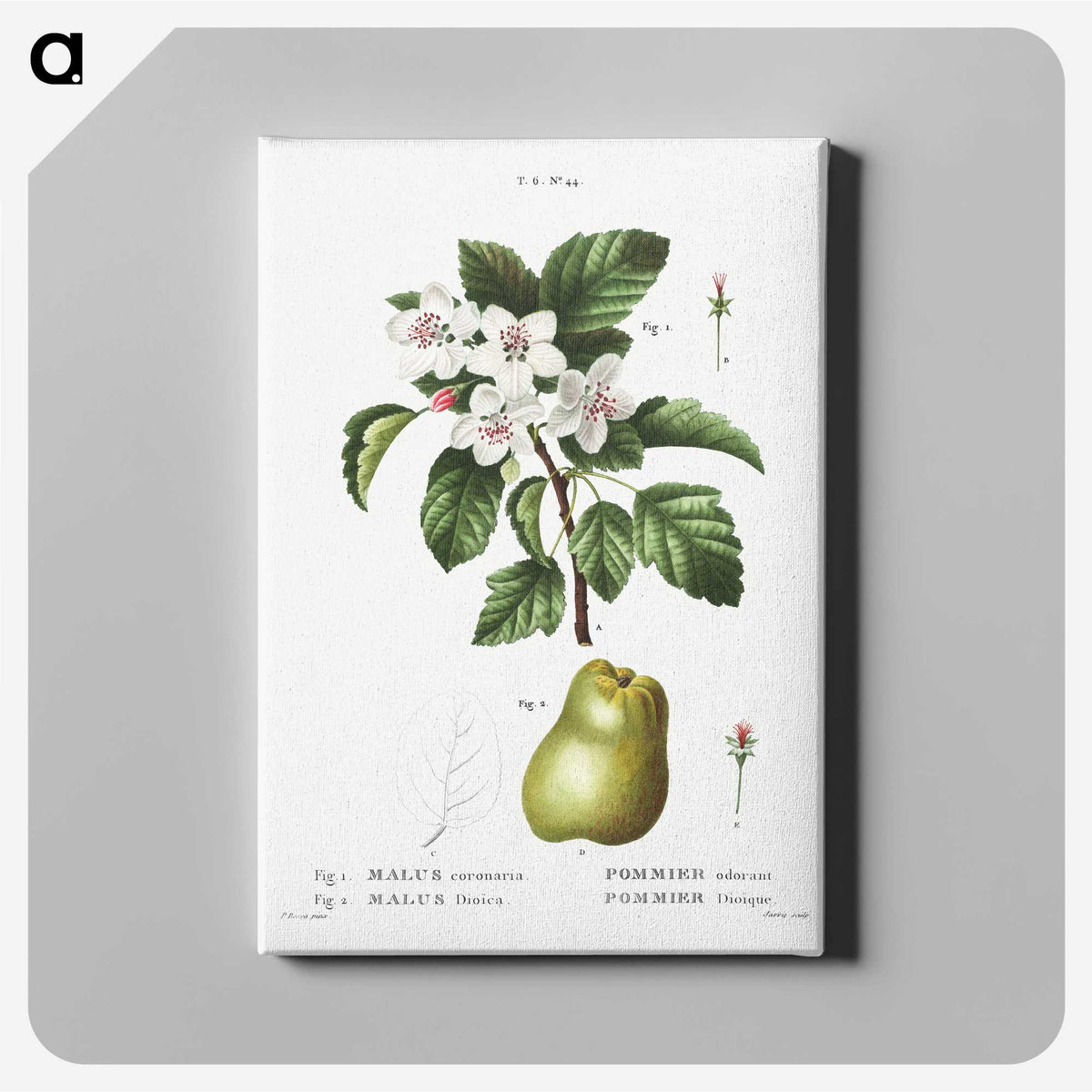 2-22_Treatise-on-Trees-and-Shrubs_canvas