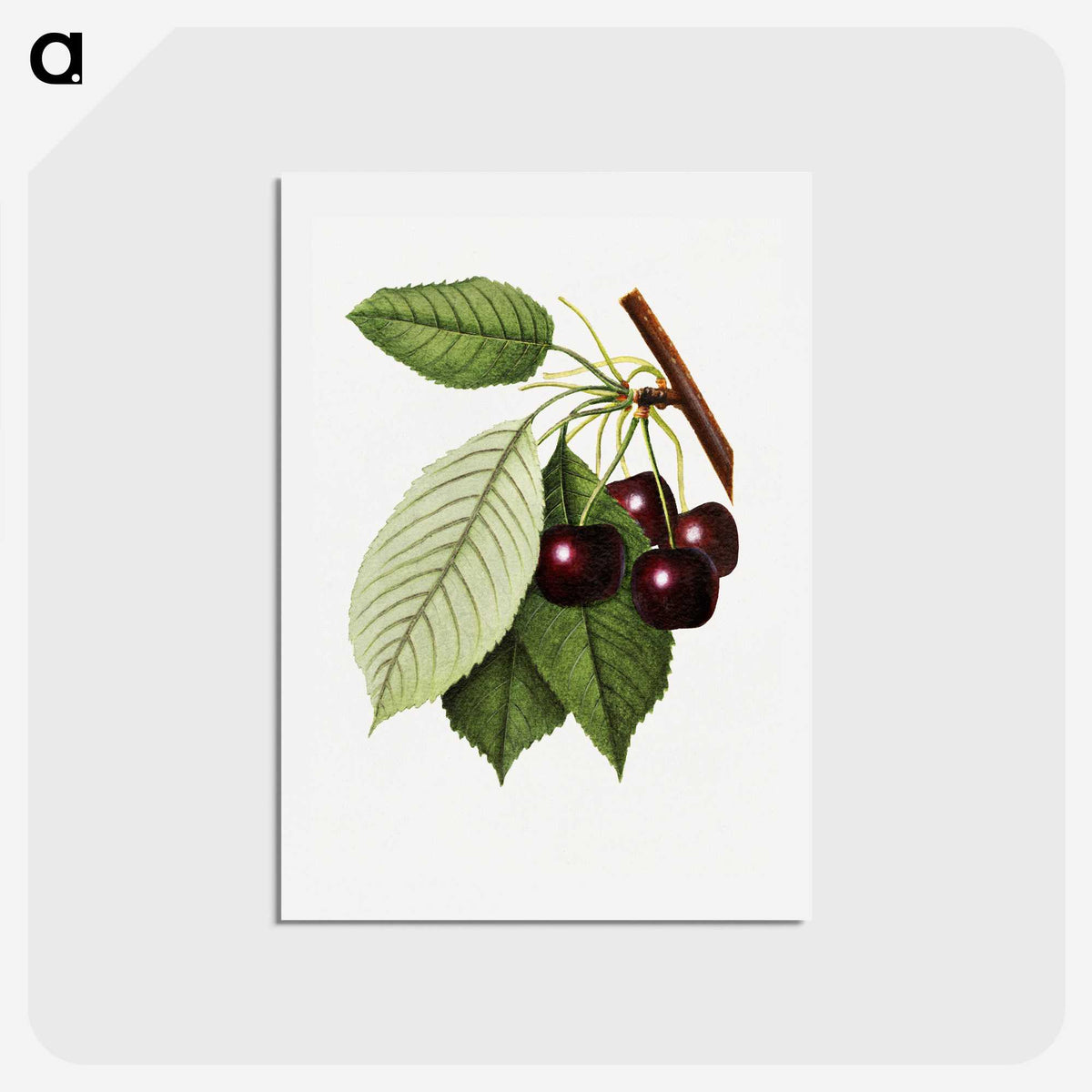 2-22_USDA-Watercolor-Fruit-Painting-Collection_hagaki