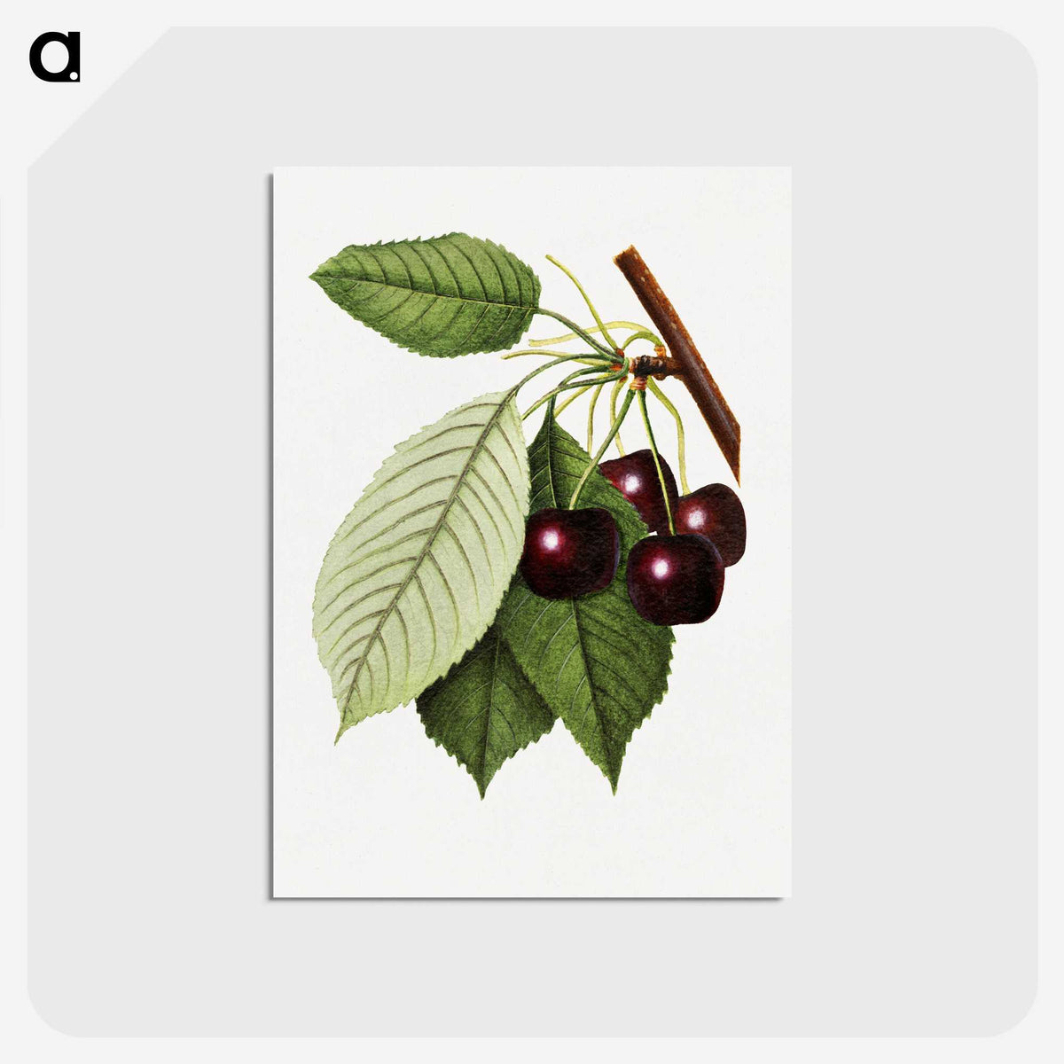 2-22_USDA-Watercolor-Fruit-Painting-Collection_postcard