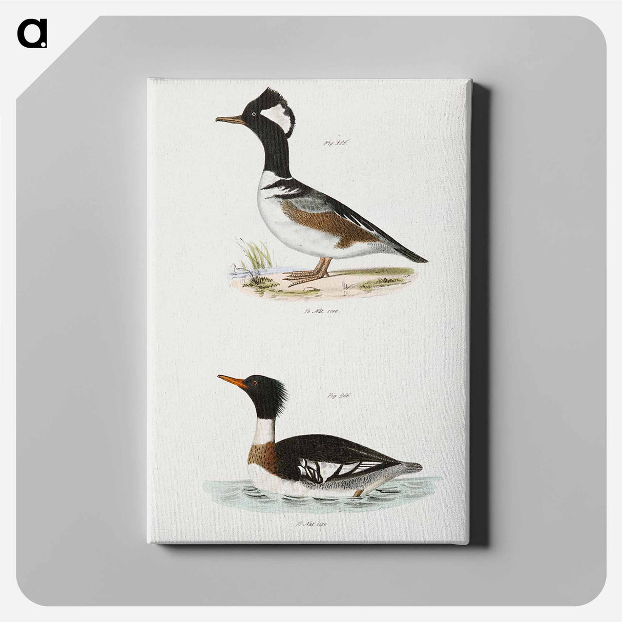 Hooded Sheldrake (Mergus cucullatus) Red-breasted Sheldrake (Mergus serrator) - New York Zoology Canvas.