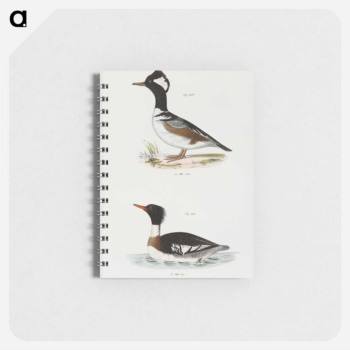 Hooded Sheldrake (Mergus cucullatus) Red-breasted Sheldrake (Merganser serrator) - ニューヨークの動物学 Memo.