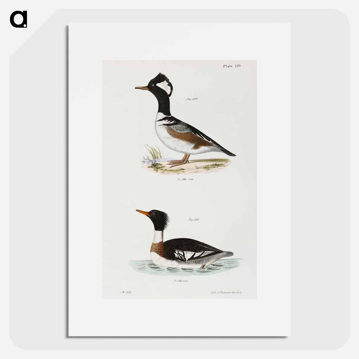 Hooded Sheldrake (Mergus cucullatus) Red-breasted Sheldrake (Merganser serrator) - New York Zoological Poster.