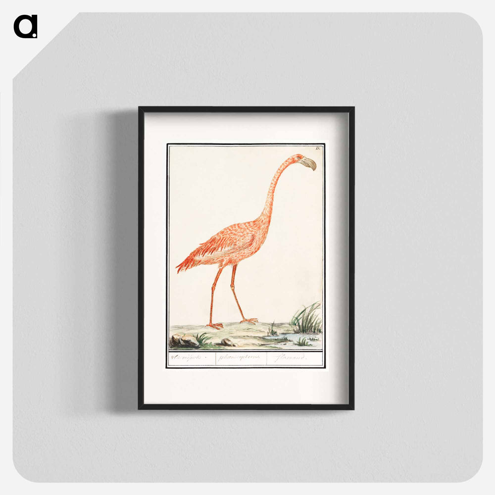 Common flamingo - アンセルムス ボエティウス デ ブート Poster.