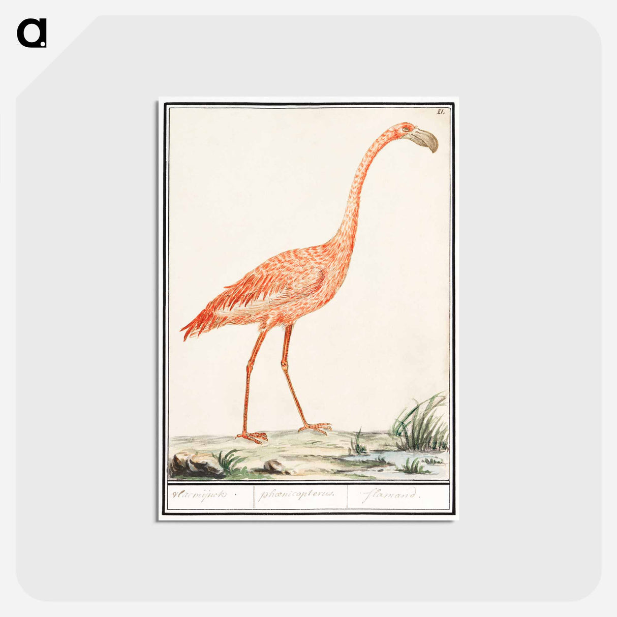 アートポストカード-Common flamingo - アンセルムス ボエティウス デ ブート Postcard.