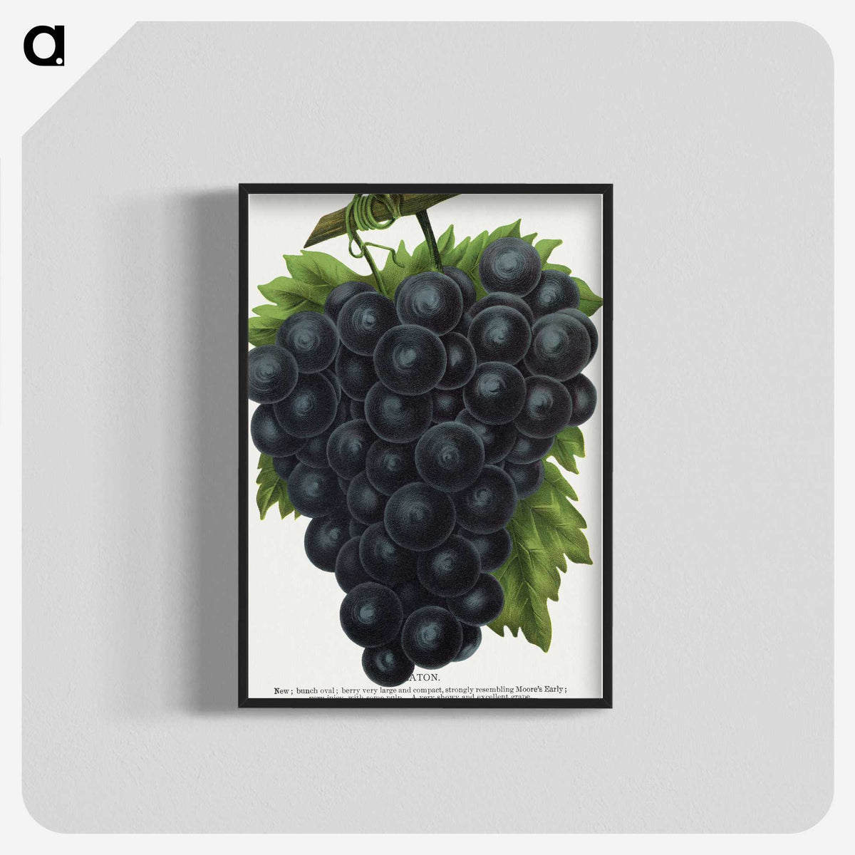 2-23_Botanical-Specimen-Plates_blk-crop
