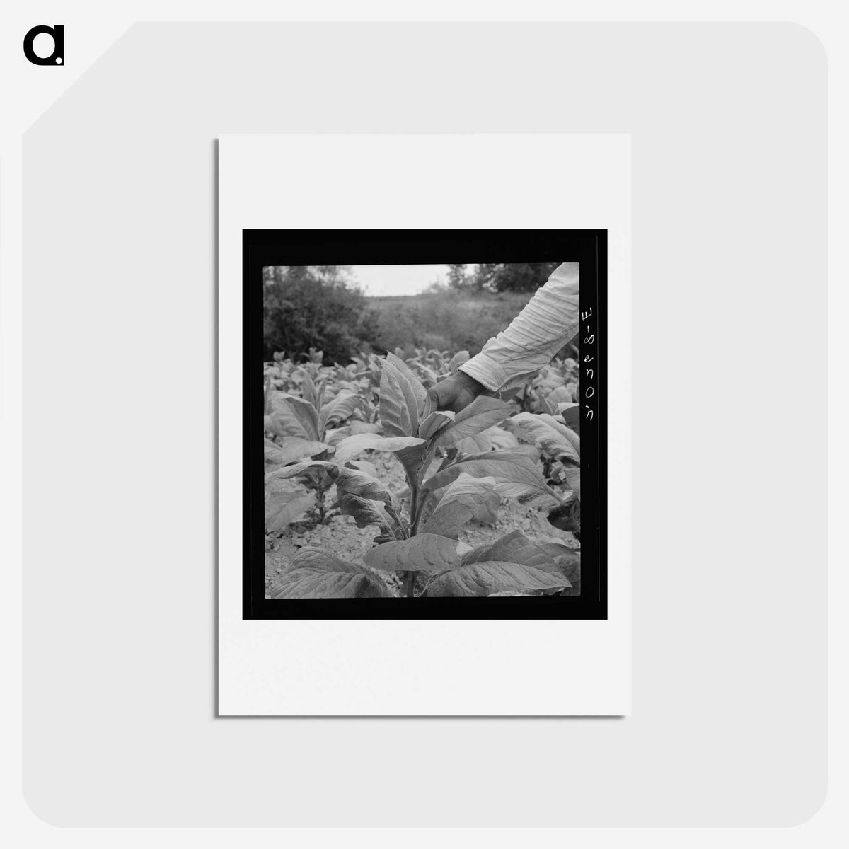 2-23_Dorothea-Lange_hagaki