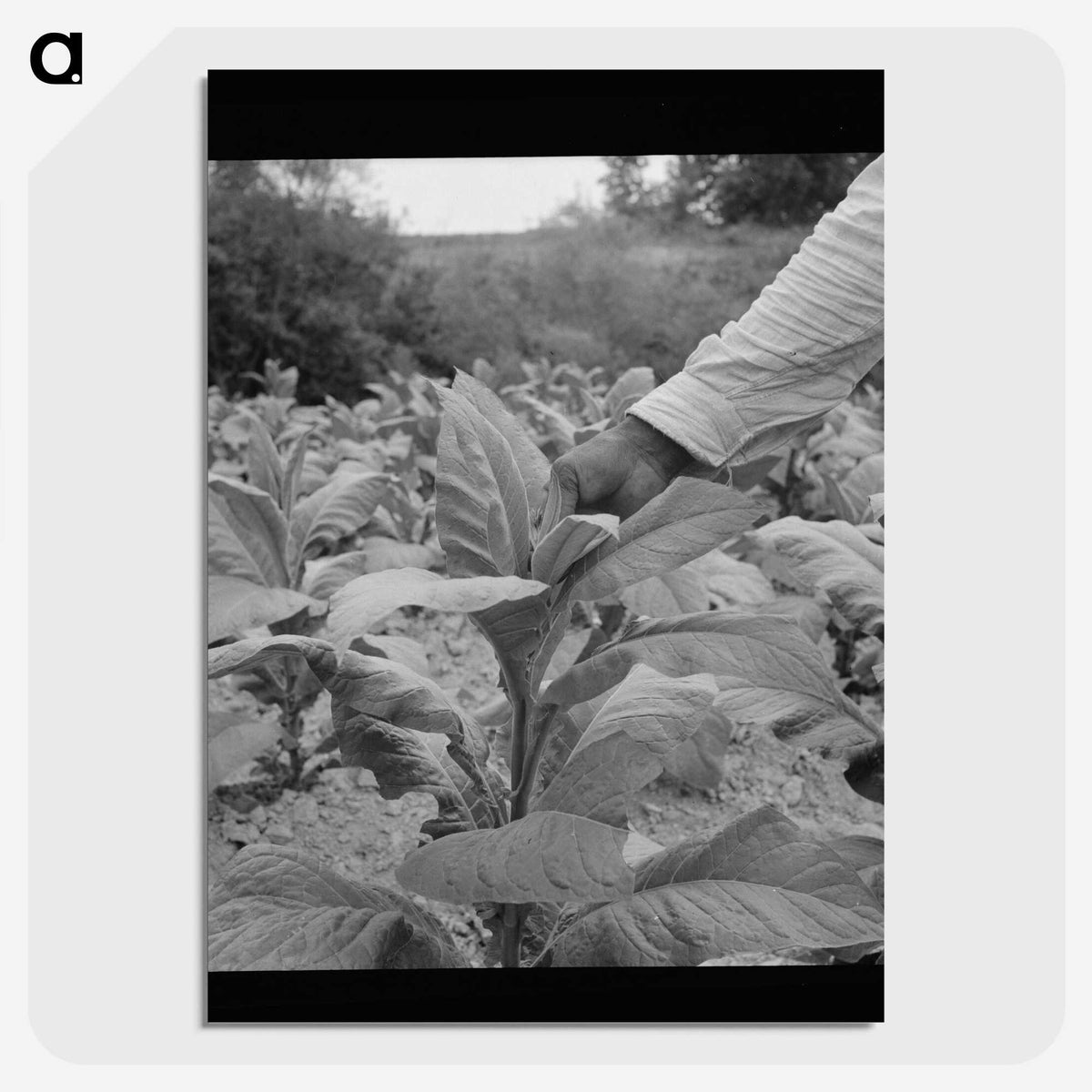 2-23_Dorothea-Lange_picture-crop