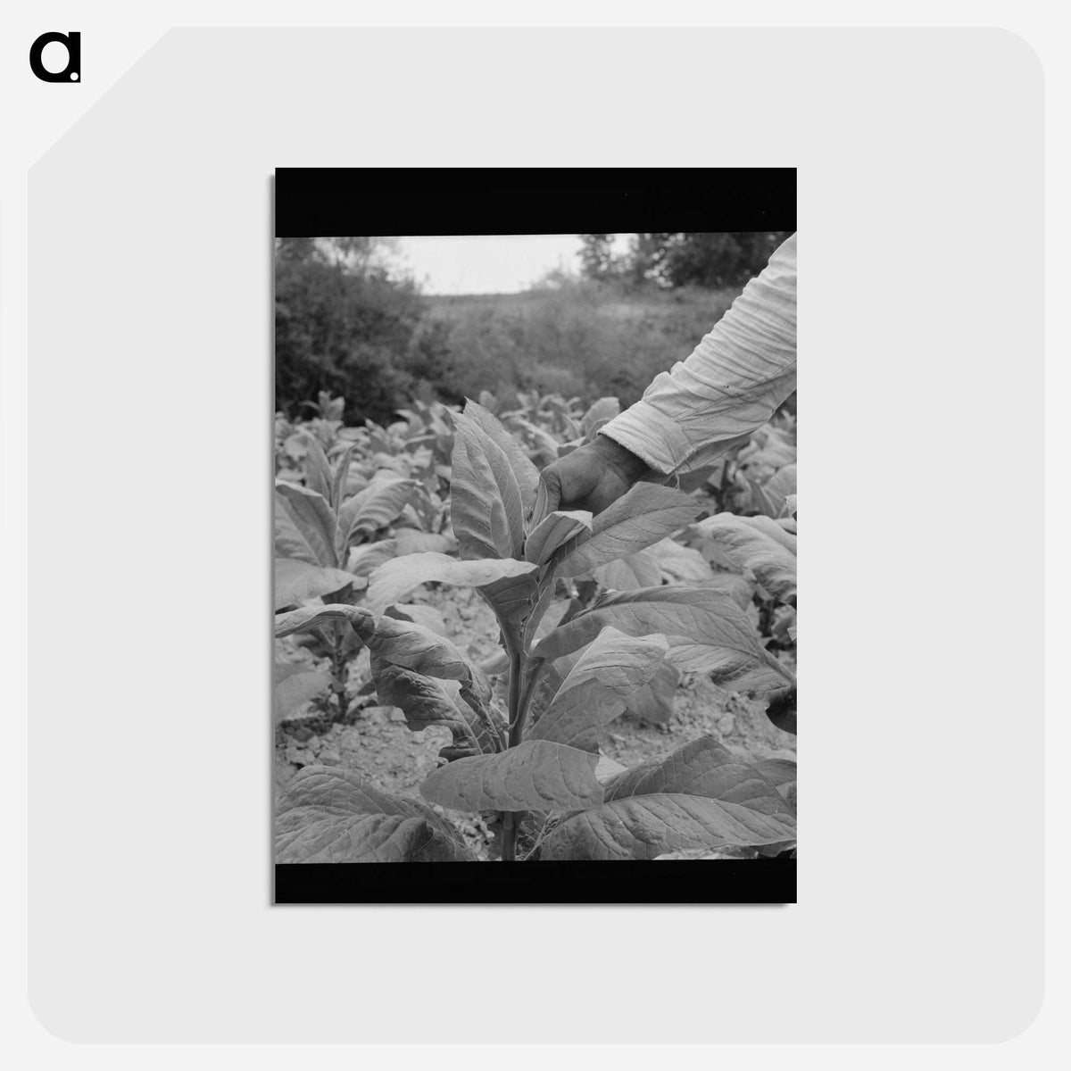 2-23_Dorothea-Lange_postcard