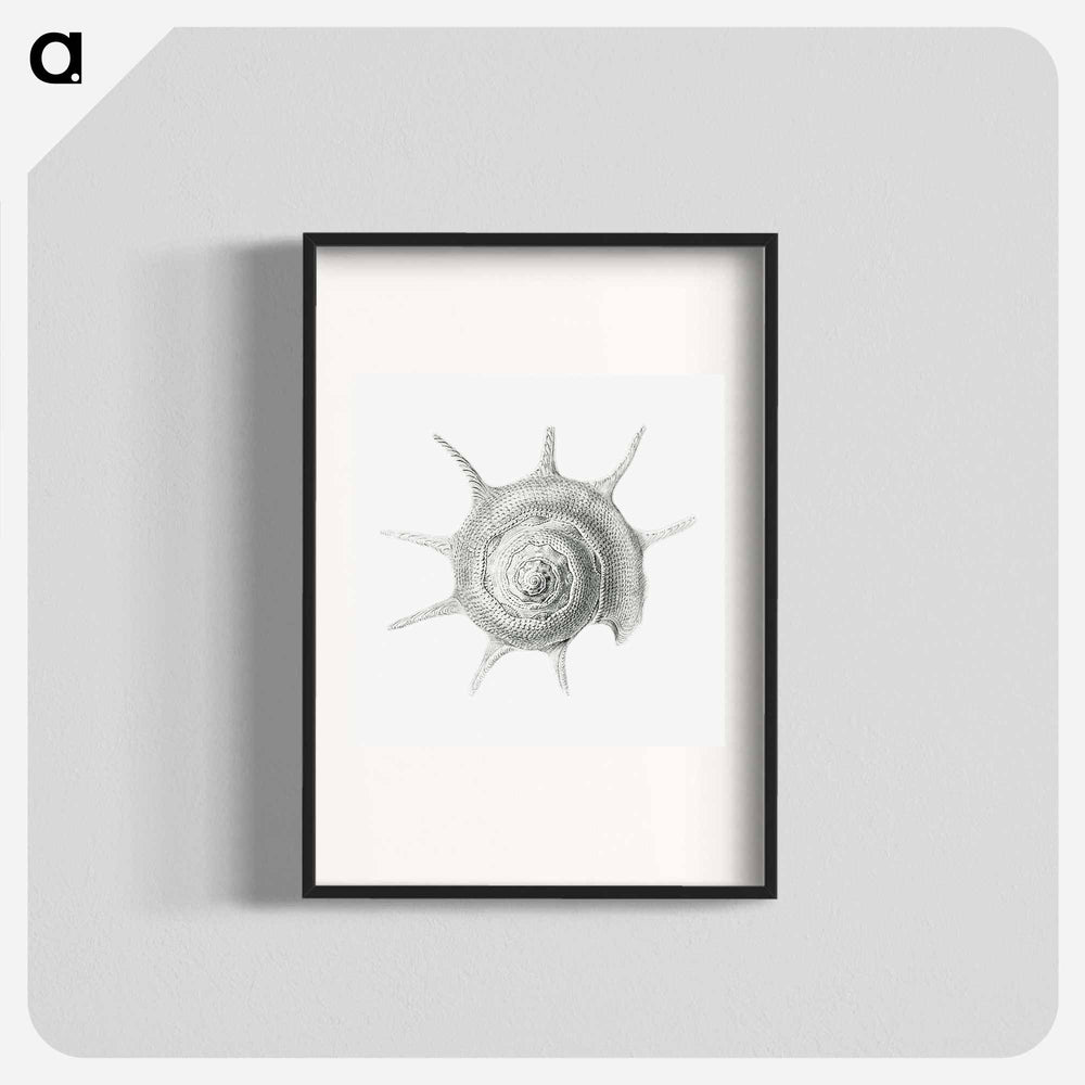 Vintage aquatic snail illustration - エルンスト ヘッケル Poster.
