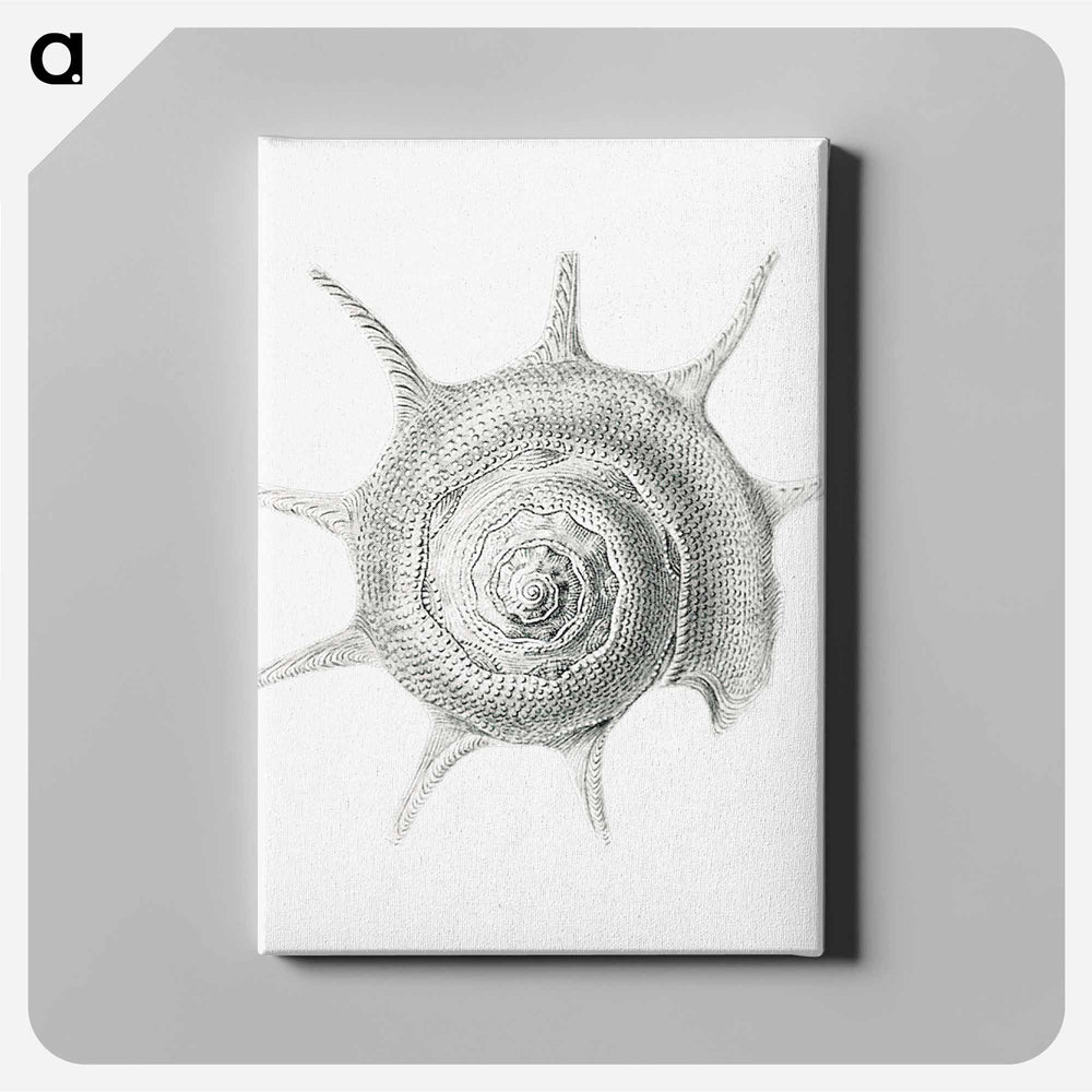 Vintage aquatic snail illustration - エルンスト ヘッケル Canvas.