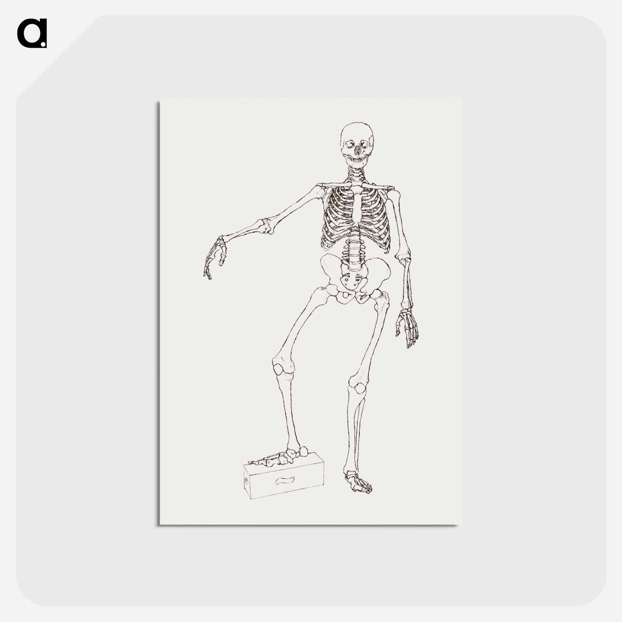 アートポストカード-Human Skeleton, Anterior View
- ジョージ スタッブス Postcard.