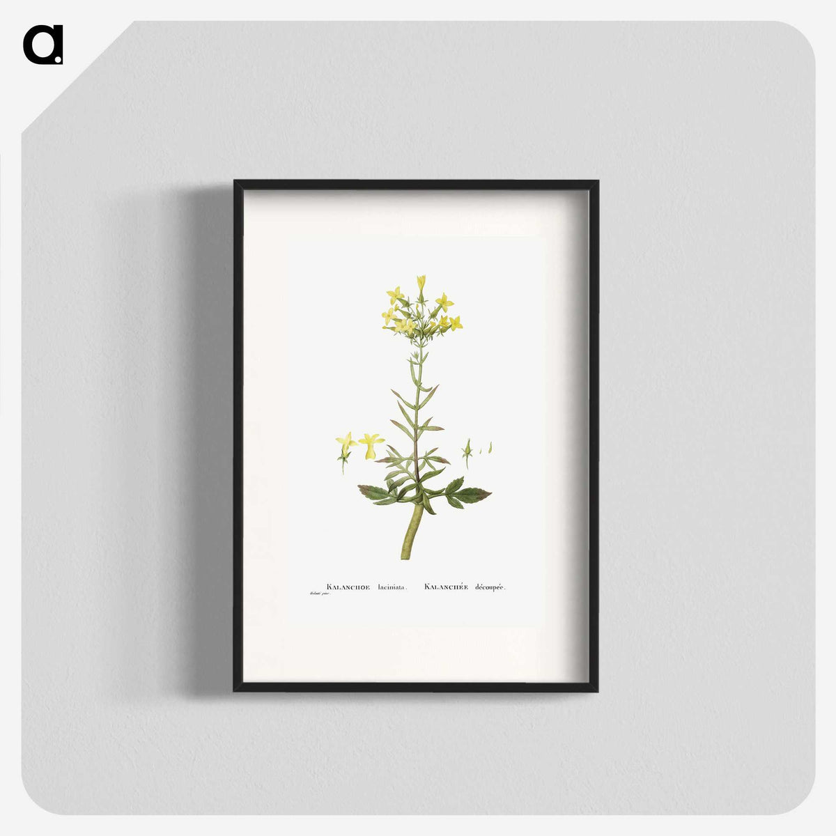 2-23_Histoire-des-Plantes-Grasses_blk