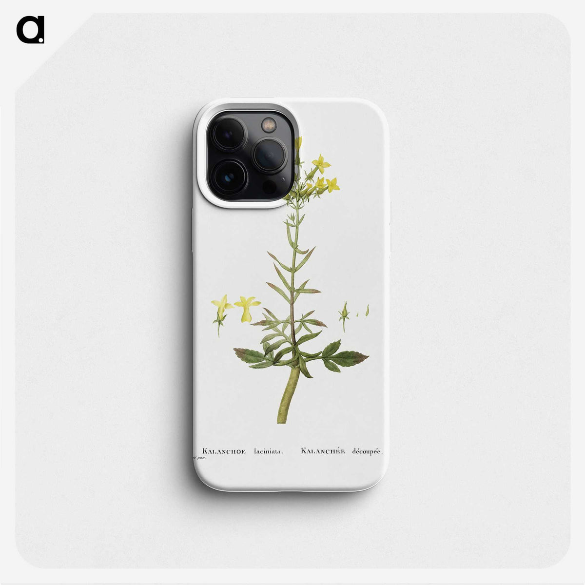 2-23_Histoire-des-Plantes-Grasses_phone