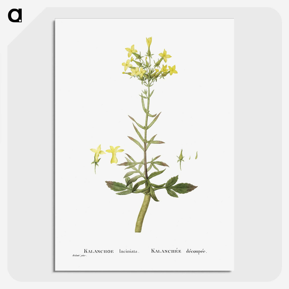2-23_Histoire-des-Plantes-Grasses_picture-crop
