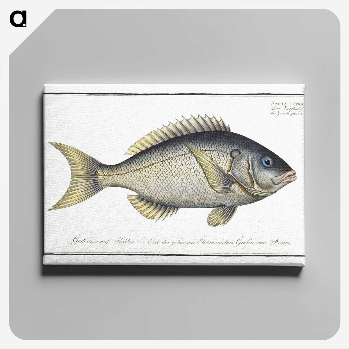 2-23_Ichtyologie-ou-Histoire-naturelle_canvas