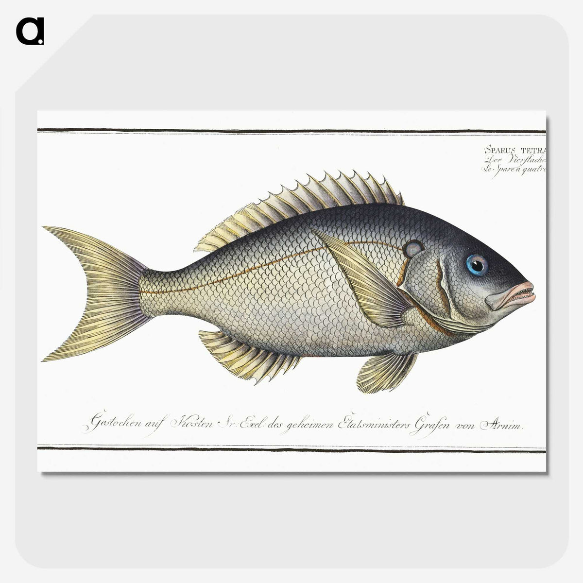 2-23_Ichtyologie-ou-Histoire-naturelle_picture-crop