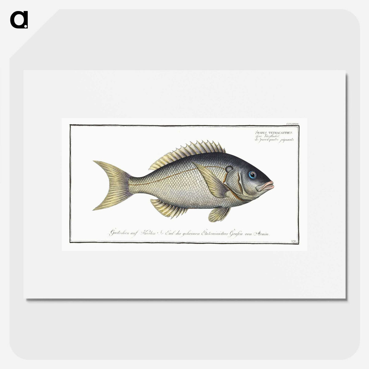 2-23_Ichtyologie-ou-Histoire-naturelle_picture