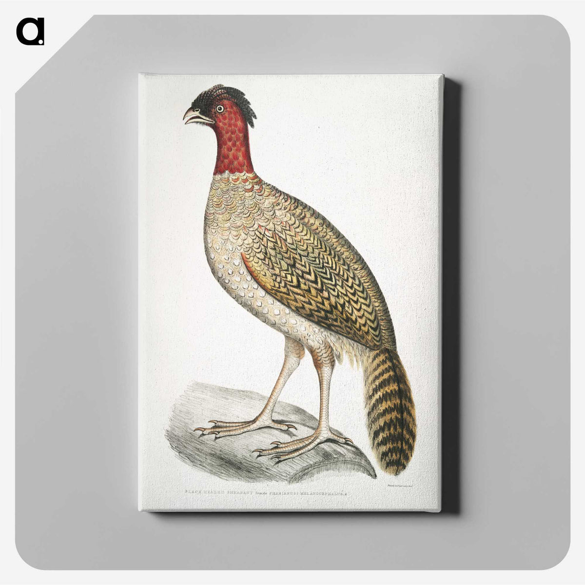 2-23_Indian-Zoology_canvas