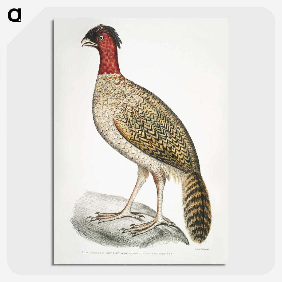 2-23_Indian-Zoology_picture-crop