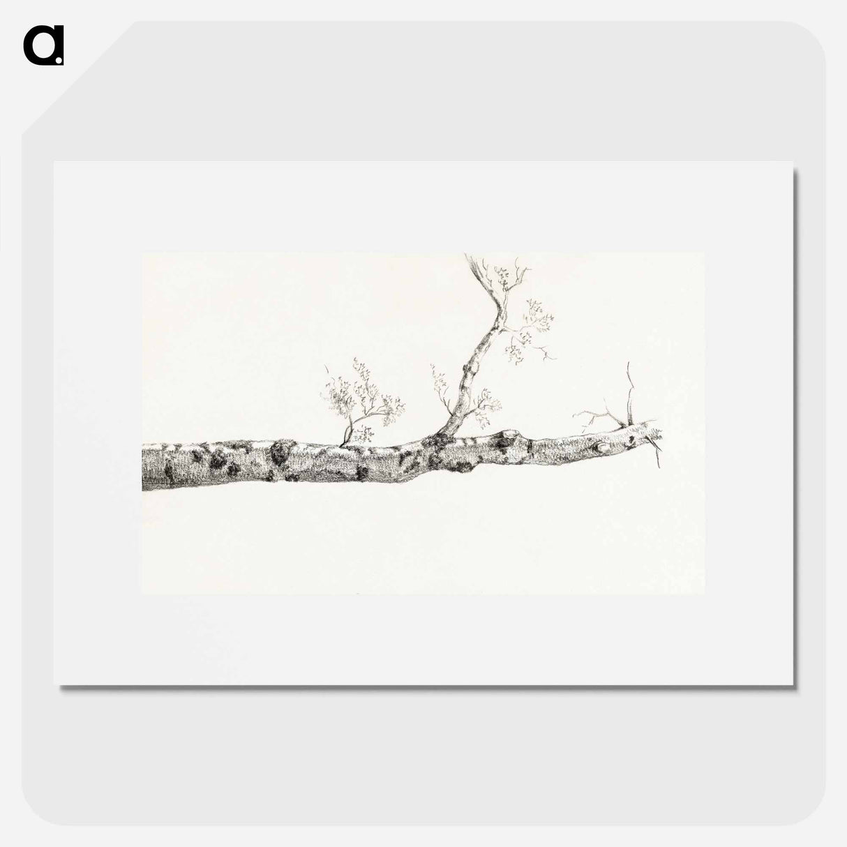 Study of a tree - ジャン ベルナール Poster.