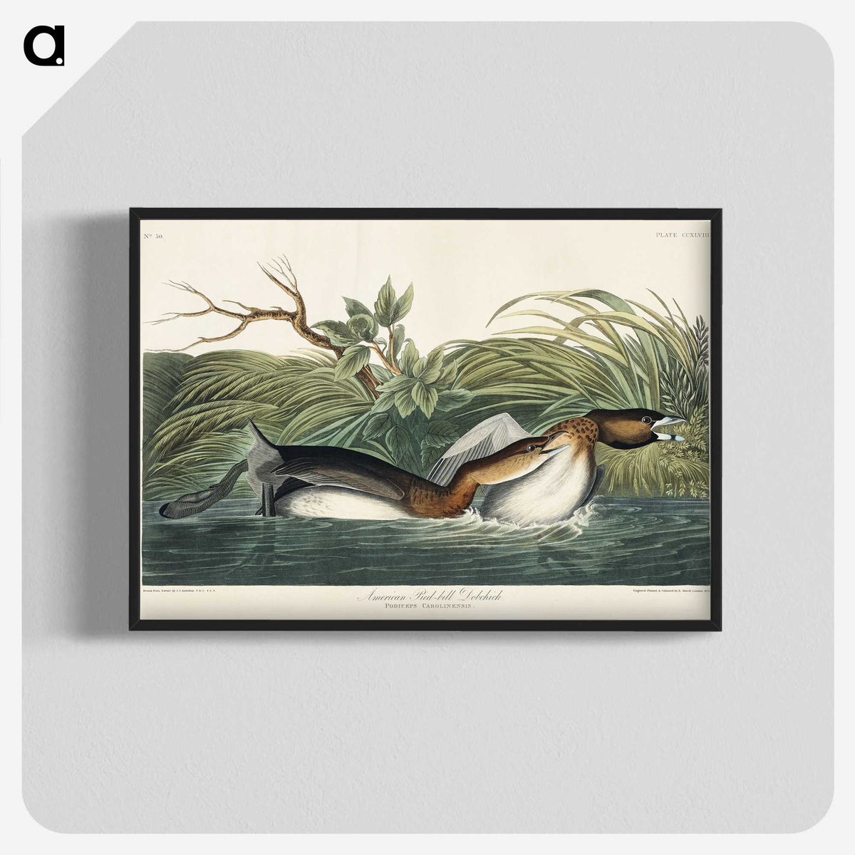2-23_John-James-Audubon_blk-crop