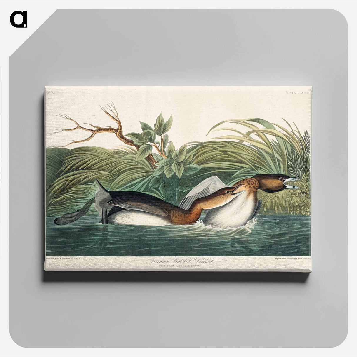 アートパネル-American Pied-billed
- ジョン ジェームス オーデュボン Canvas.