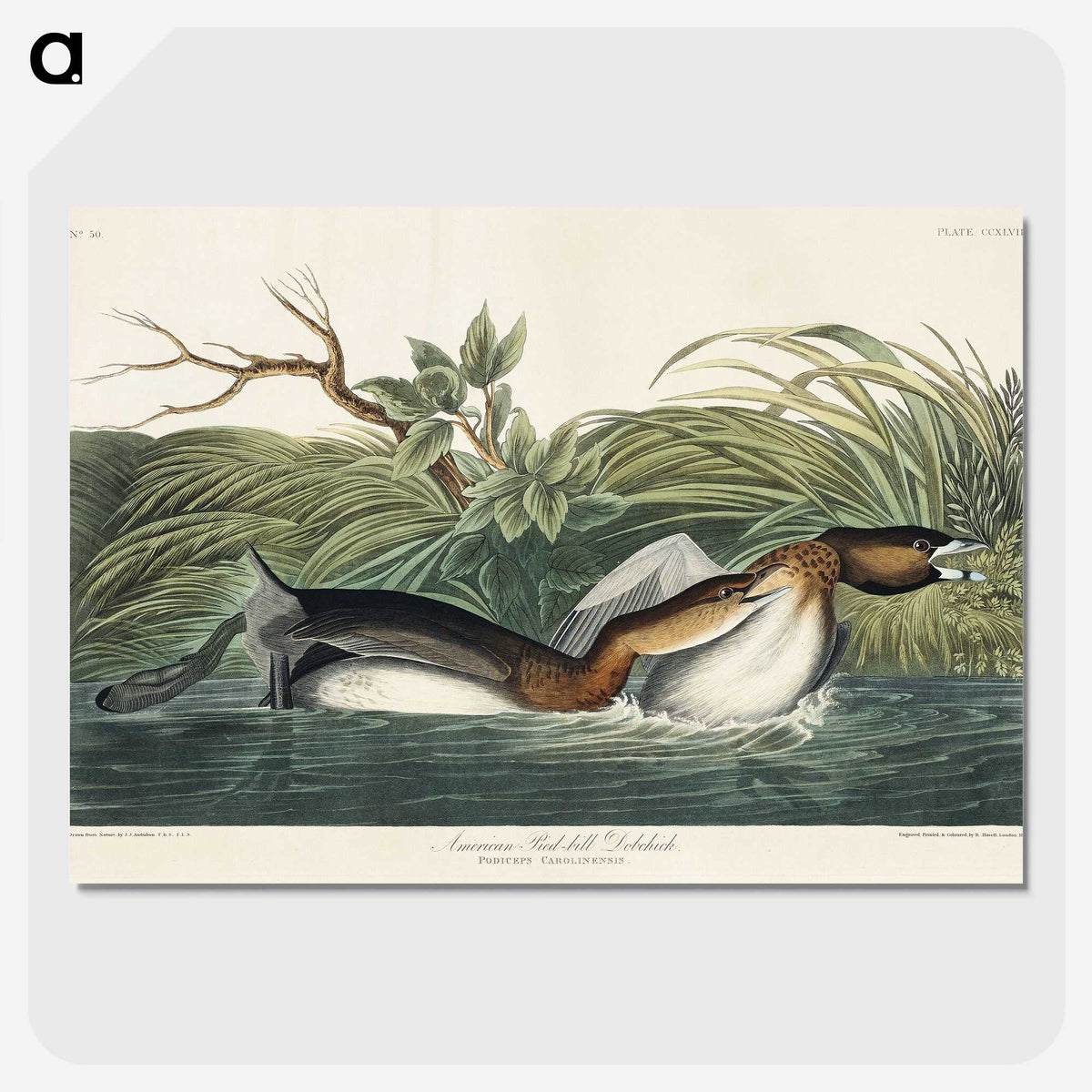 2-23_John-James-Audubon_picture-crop