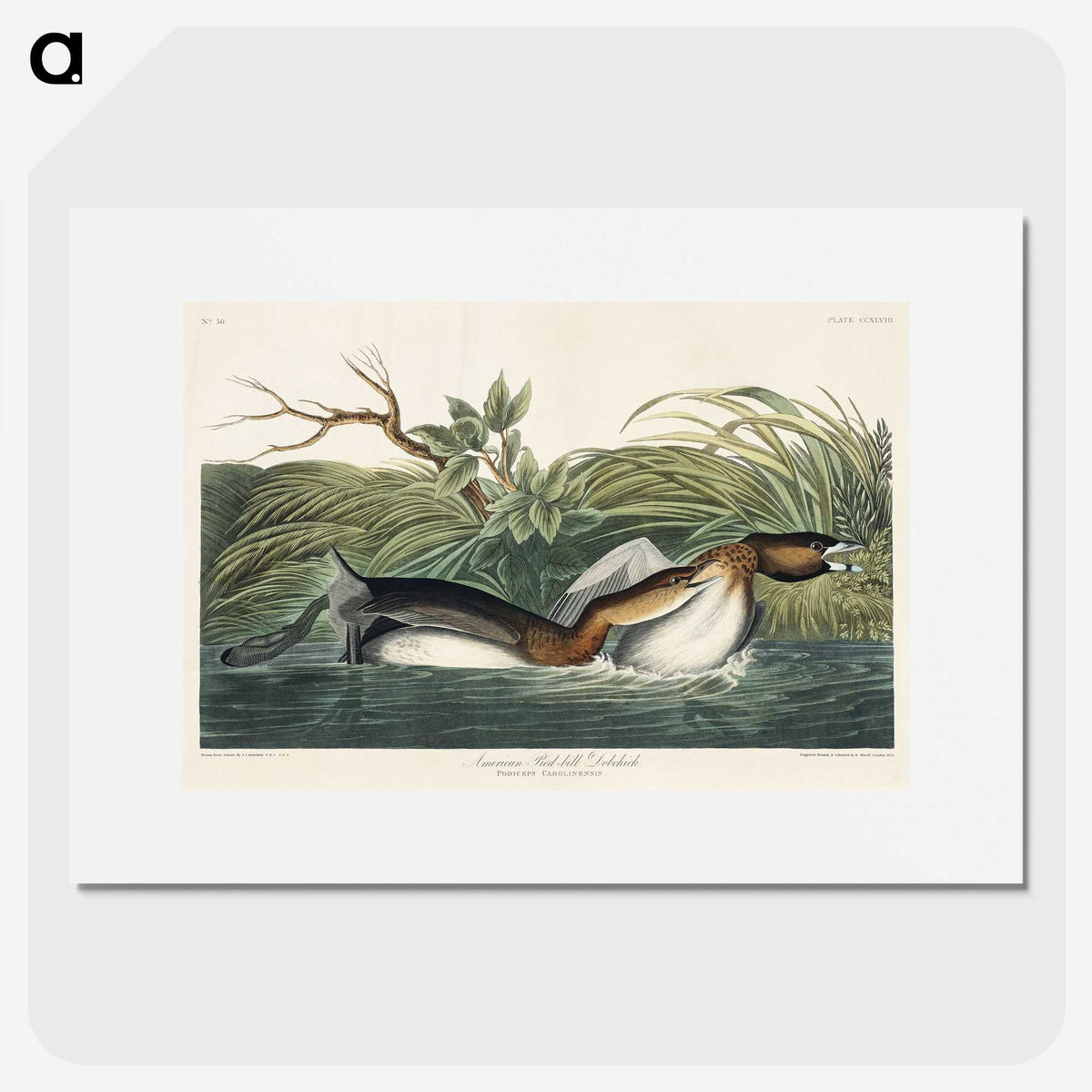 2-23_John-James-Audubon_picture