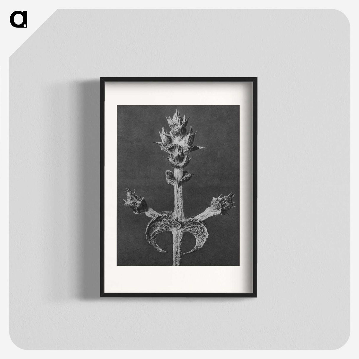 2-23_Karl-Blossfeldt_blk