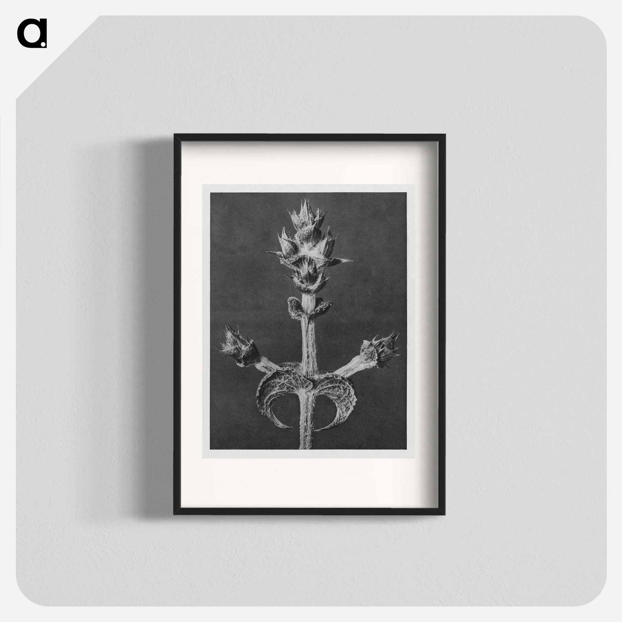 Salvia Aethiopis - カール ブロスフェルト Poster.