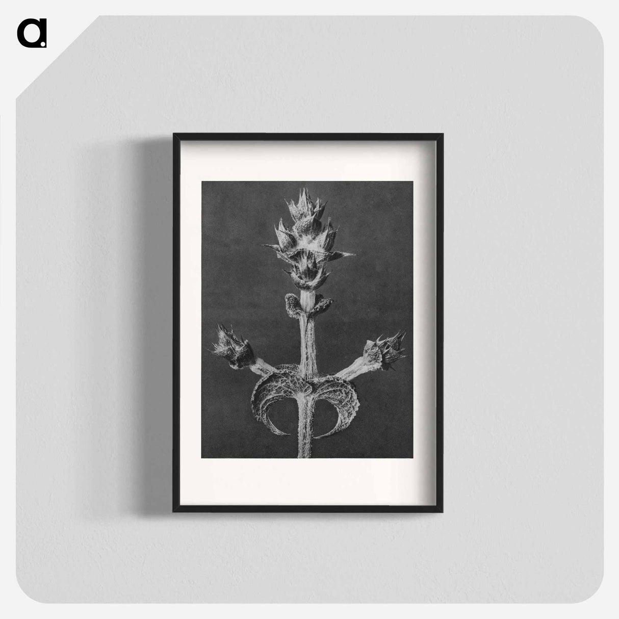 Salvia Aethiopis - カール ブロスフェルト Poster.