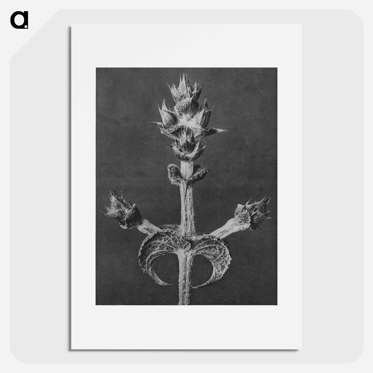 Salvia Aethiopis - カール ブロスフェルト Poster.
