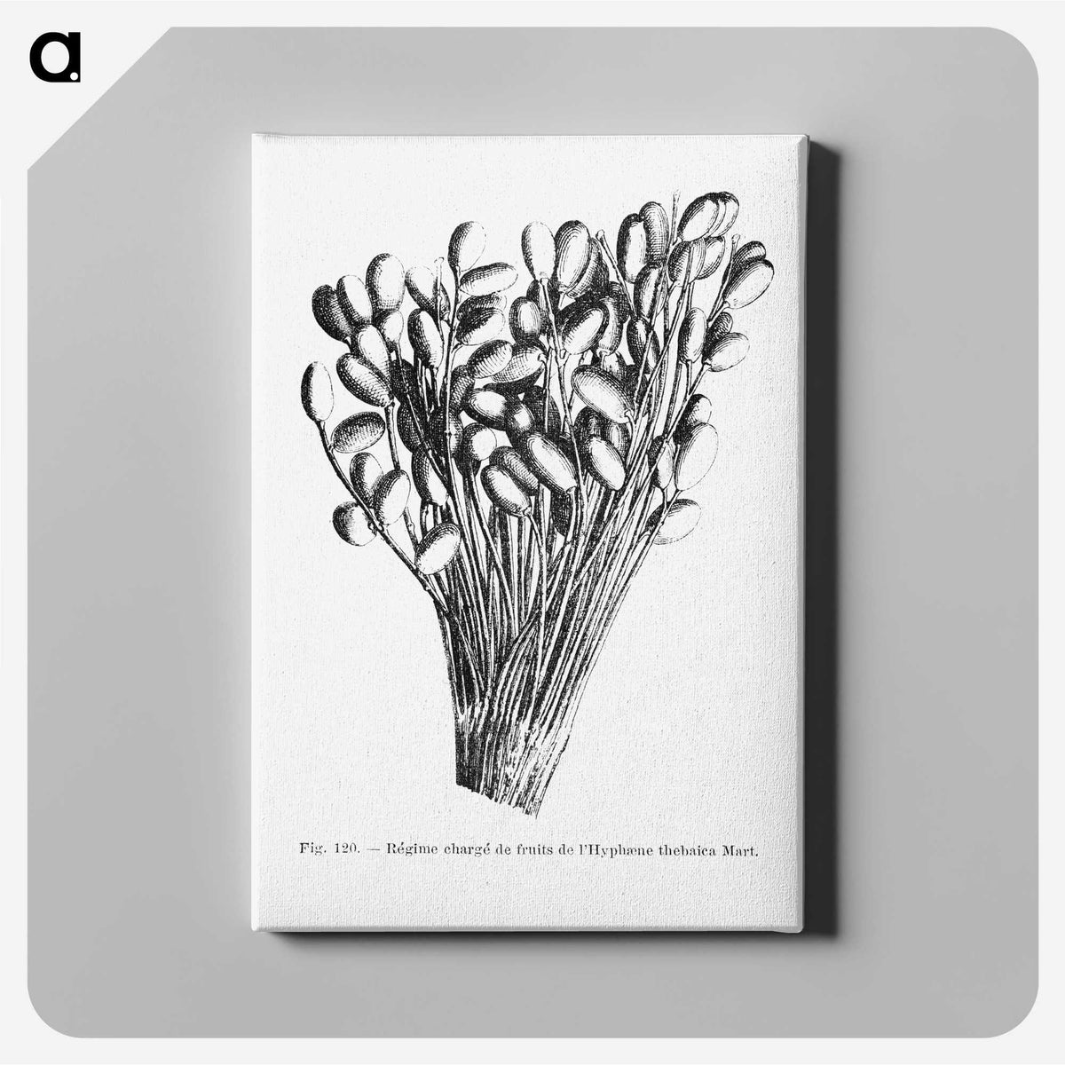 2-23_Les-Palmiers-Histoire-Iconographique_canvas