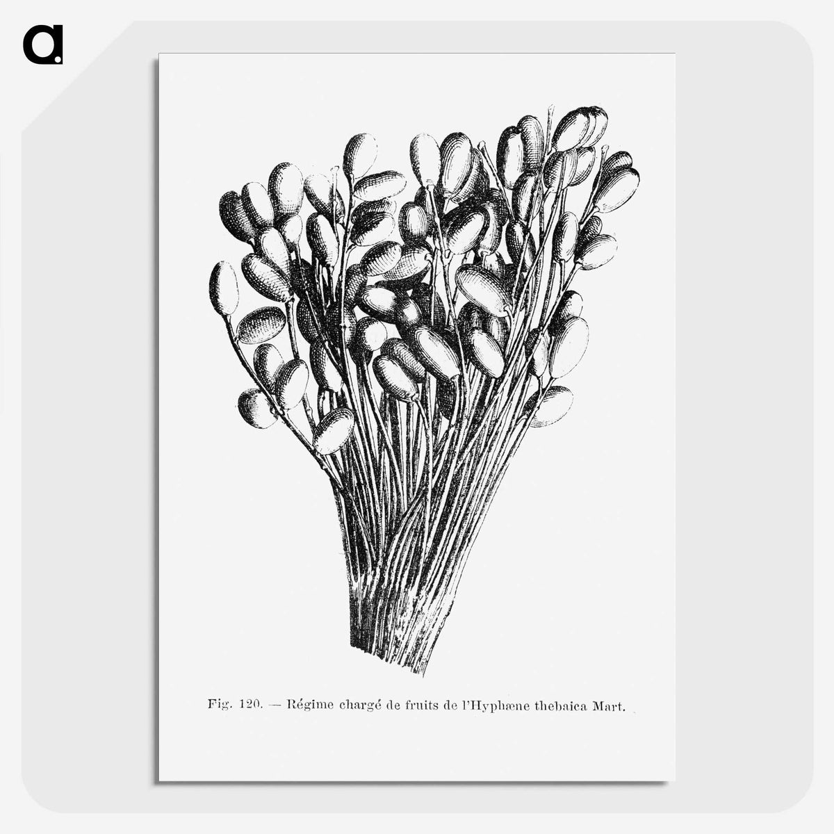 2-23_Les-Palmiers-Histoire-Iconographique_picture-crop