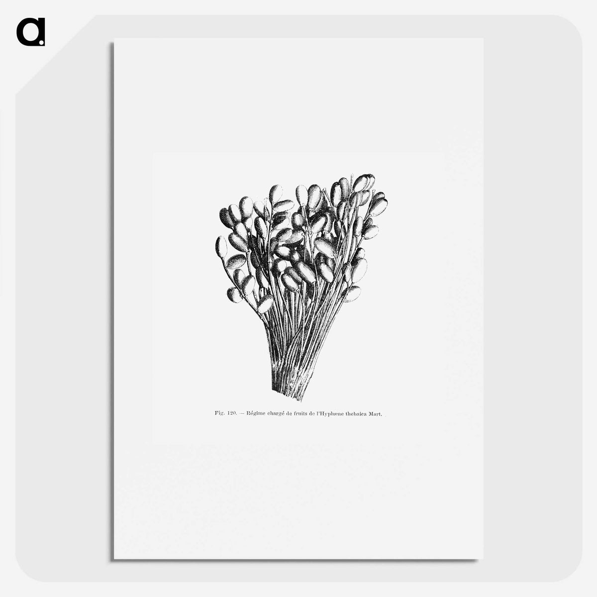 2-23_Les-Palmiers-Histoire-Iconographique_picture