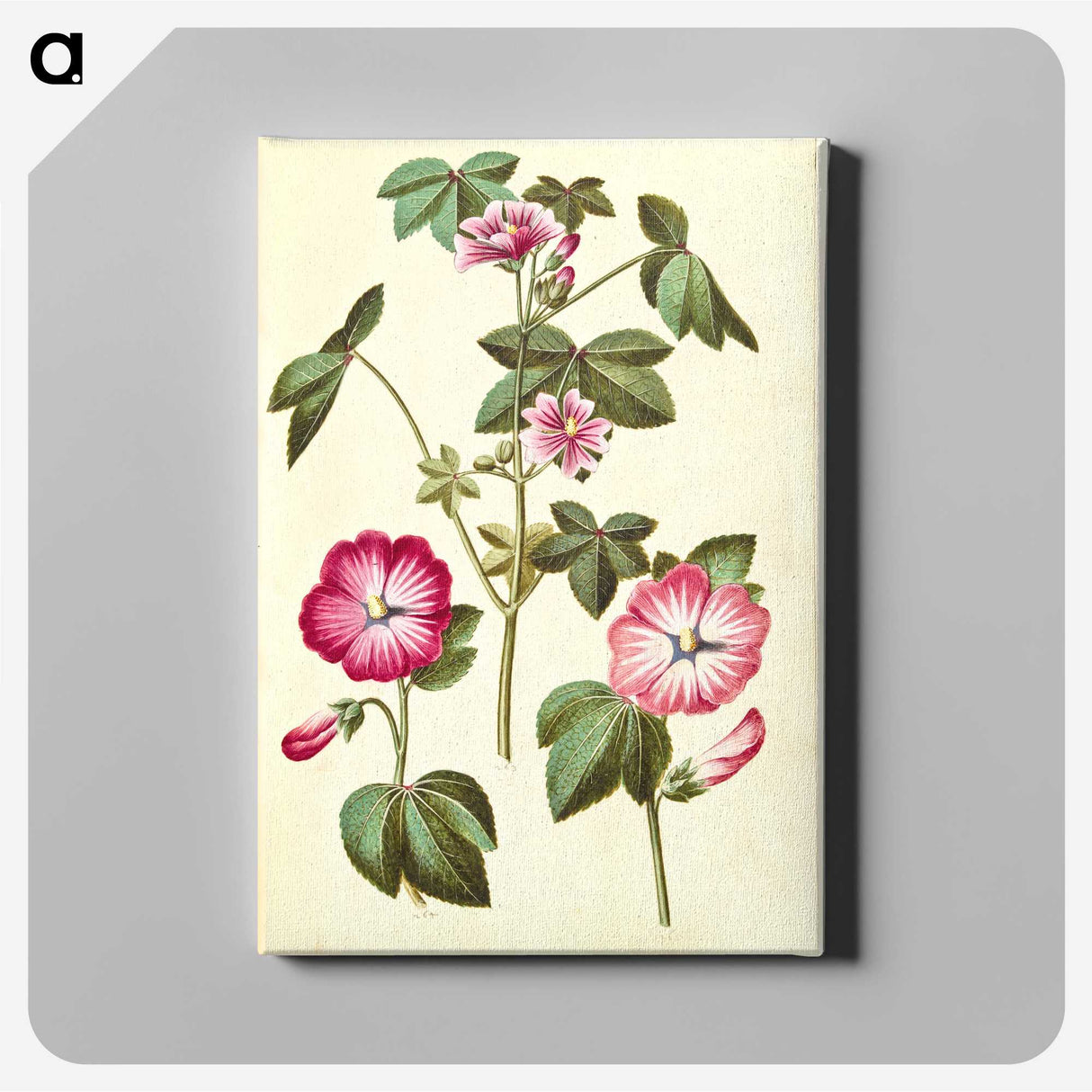 2-23_Maria-Sibylla-Merian_canvas