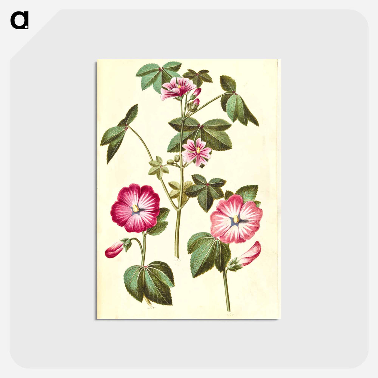 アートポストカード-Malva sylvestris; Lavatera trimestris
- マリア ジビーラ メーリアン Postcard.