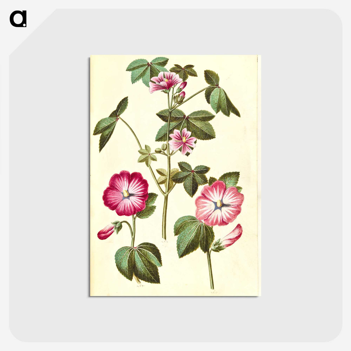 2-23_Maria-Sibylla-Merian_postcard