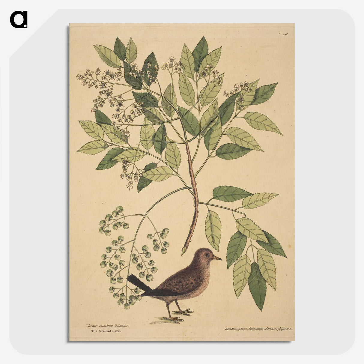 2-23_Mark-Catesby_picture-crop