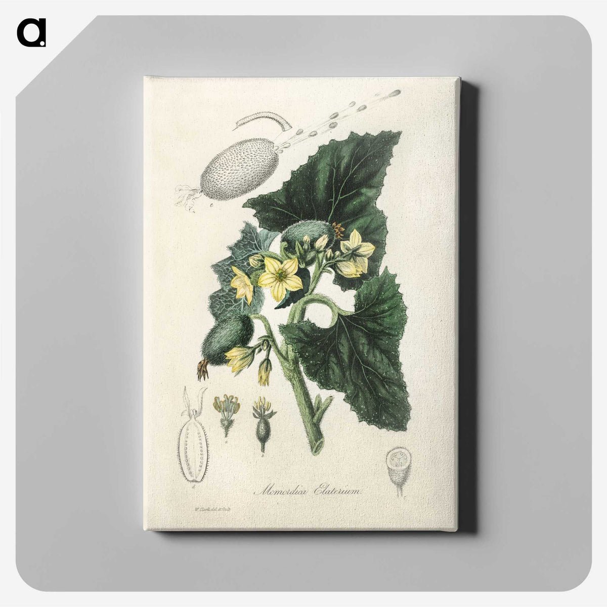 2-23_Medical-Botany_canvas