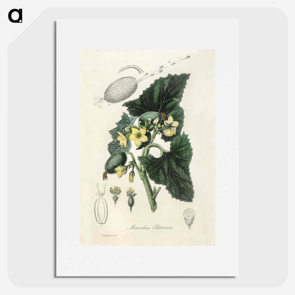 2-23_Medical-Botany_picture