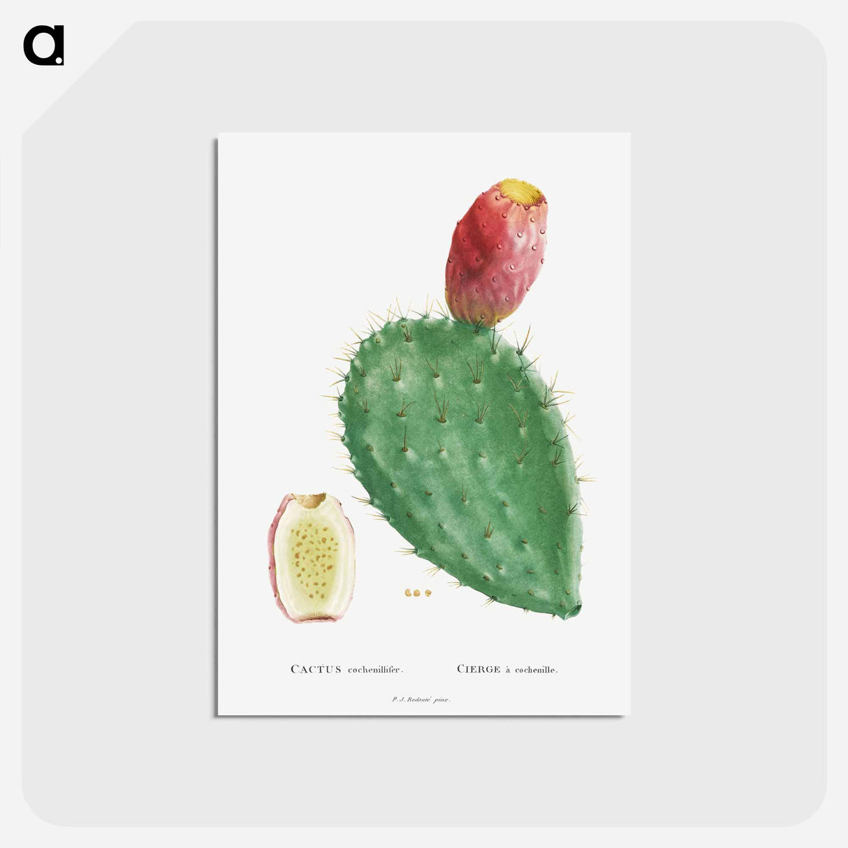 アートポストカード-Cactus Cochenillifer - ピエール ジョゼフ ルドゥーテ Postcard.