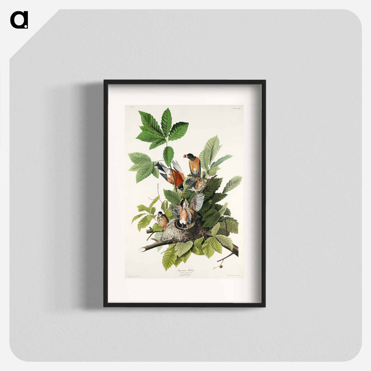 アートポスター-American Robin from Birds of America
- アメリカの鳥たち Poster.