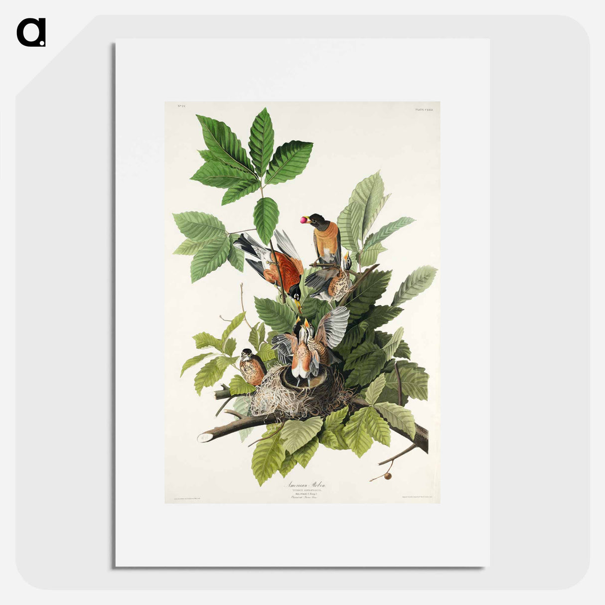 アートポスター-American Robin from Birds of America
- アメリカの鳥たち Poster.