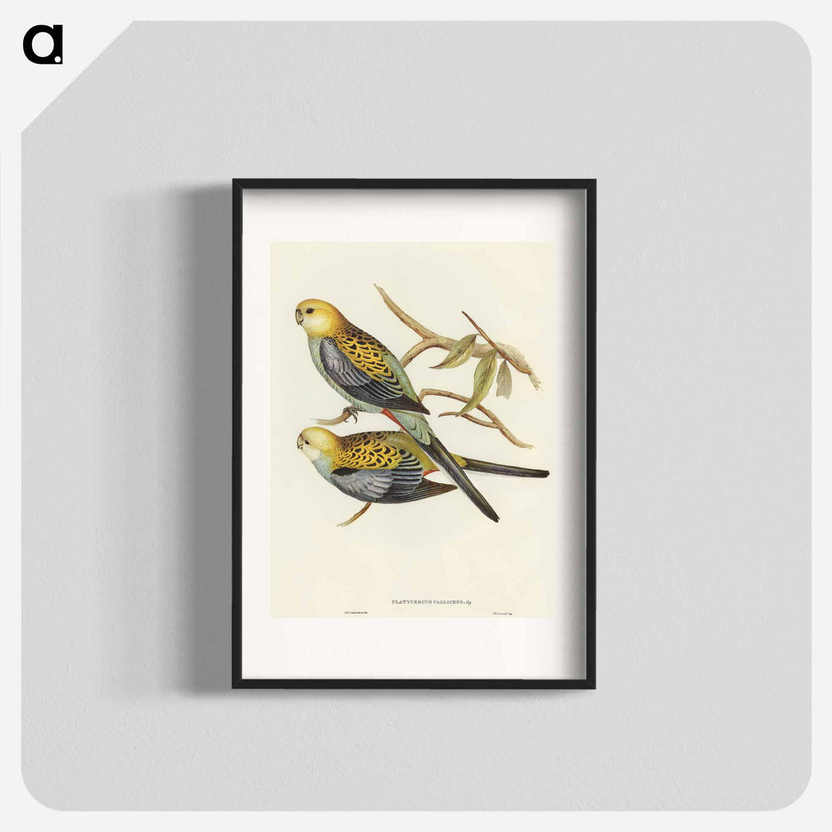 アートポスター-Pale-headed Parakeet
- オーストラリアの鳥 Poster.