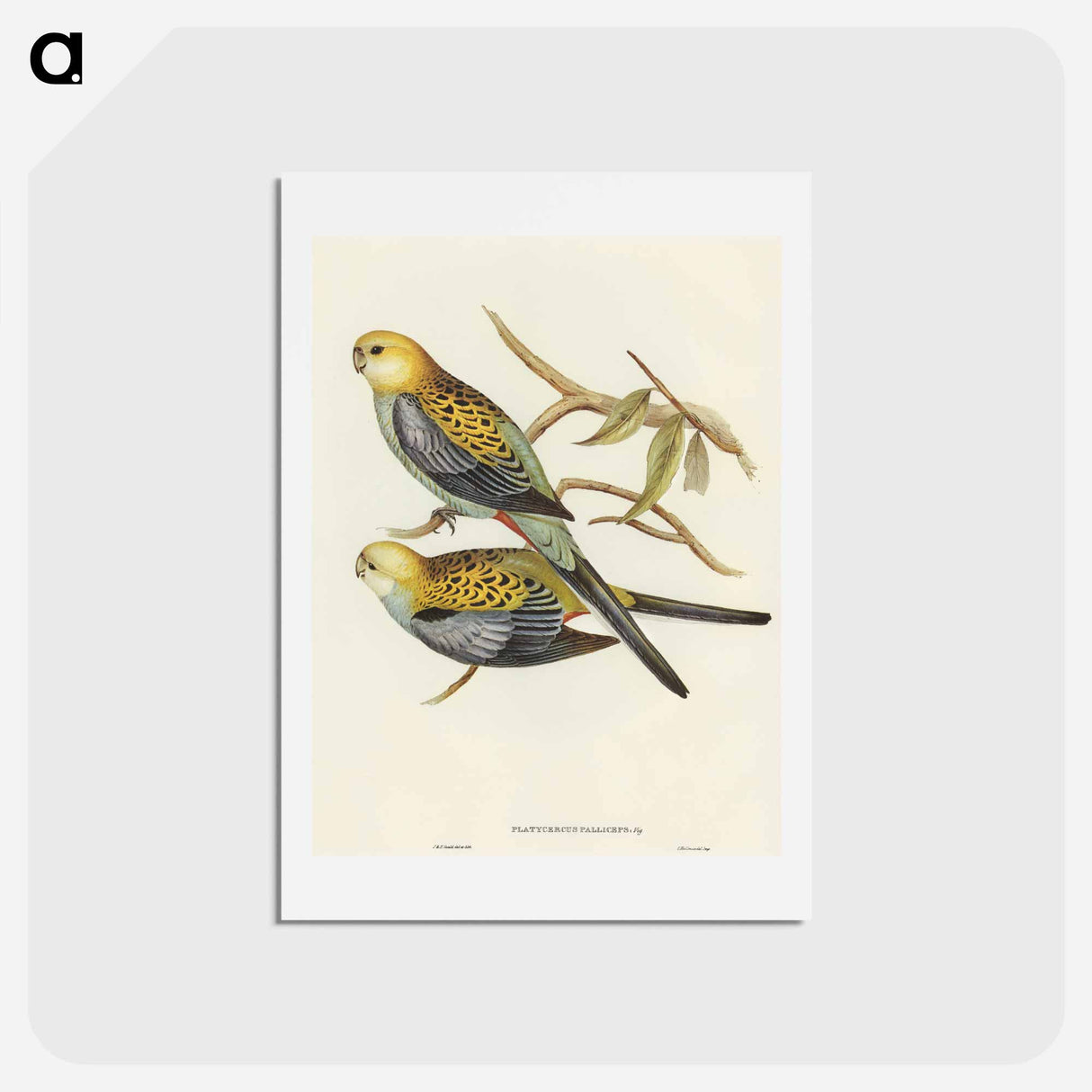アートポストカード-Pale-headed Parakeet
- オーストラリアの鳥 Postcard.