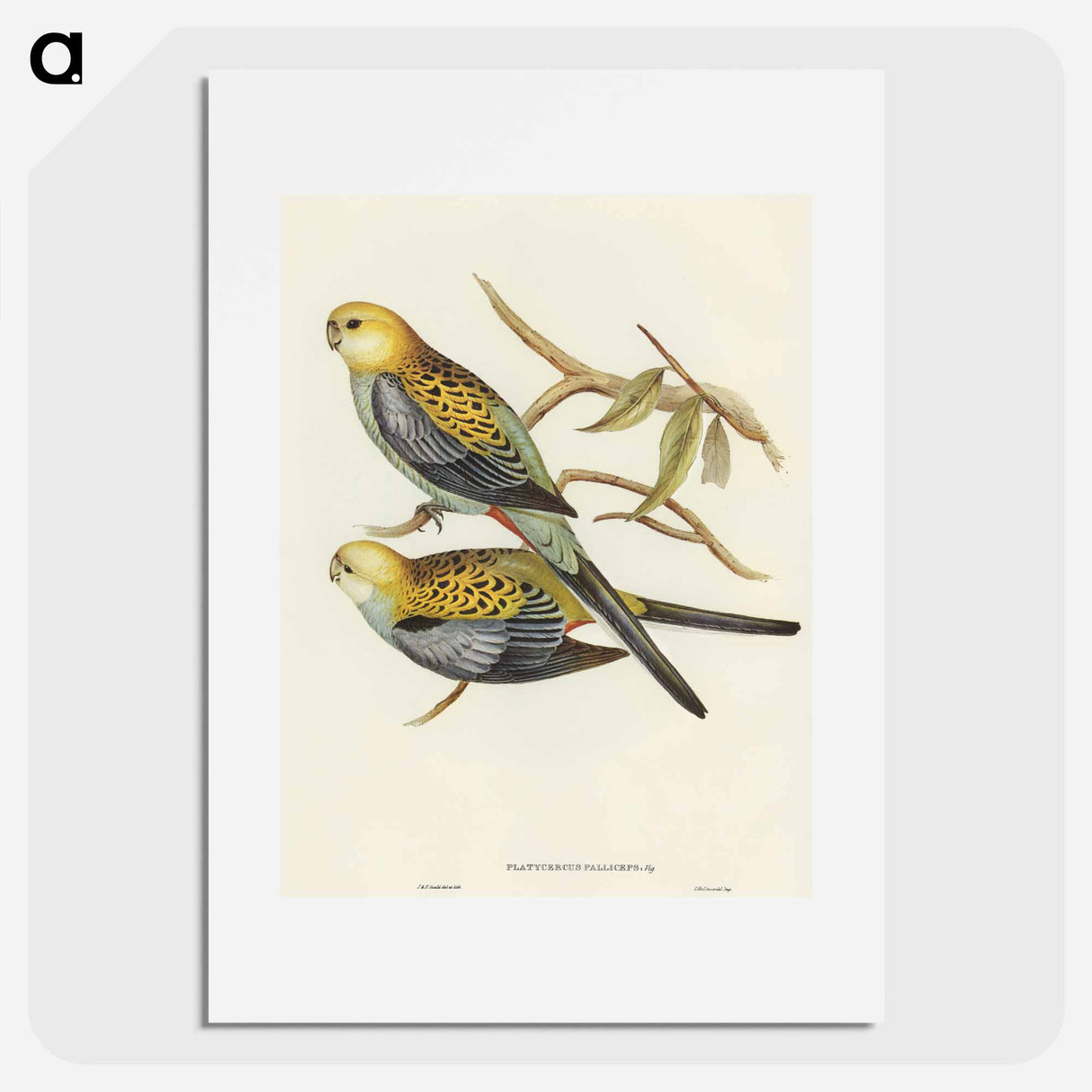 アートポスター-Pale-headed Parakeet
- オーストラリアの鳥 Poster.