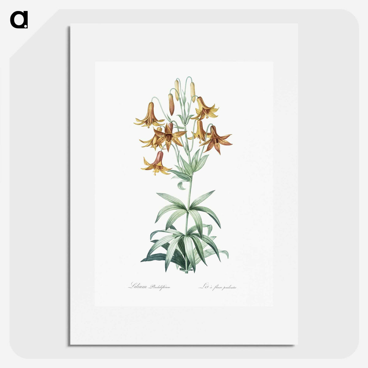 2-23_The-Lilies_picture